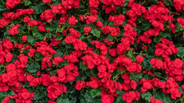 Kızıl Kalanchoe Bahçede çiçek açıyor.