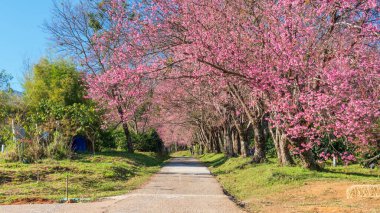 Tayland 'ın kuzeyindeki Kuhn Wang Kraliyet Proje Geliştirme Merkezi' nde Himalaya kiraz çiçeğinin vahşi görüntüsü.