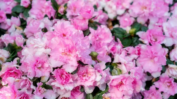 Rosa Azalea Blomma Trädgård — Stockfoto