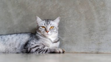 Gri çizgili kedi odada yatıyor..