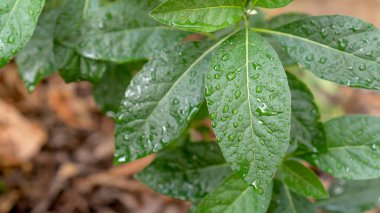 Sebze bahçesindeki Gymnanthemum uzantıları.