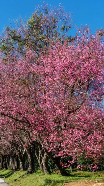 Veduta Del Selvaggio Fiore Ciliegio Himalayano Nel Khun Wang Royal — Foto Stock