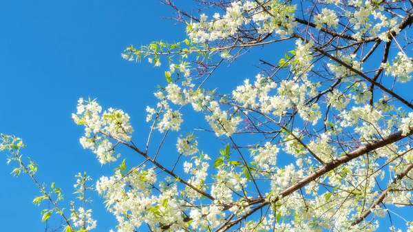 Flor Cereja Branca Selvagem Himalaia Jardim — Fotografia de Stock