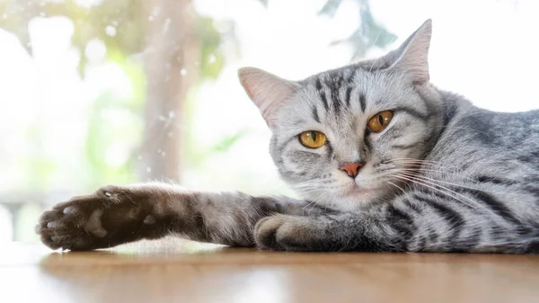 Gatto Strisce Grigio Sdraiato Nella Stanza — Foto Stock