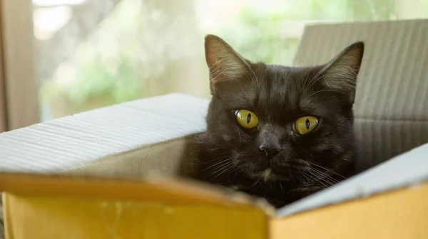 かわいい黒い猫が箱の中に横たわっている — ストック写真
