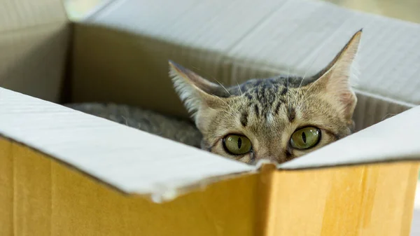 Cute gray striped cat lying in a box.