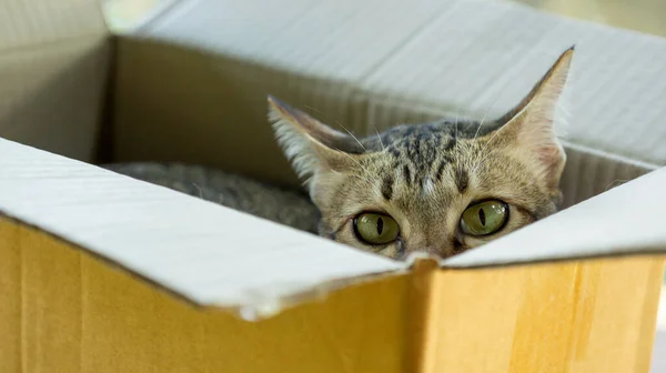 Cute Gray Striped Cat Lying Box Jogdíjmentes Stock Képek