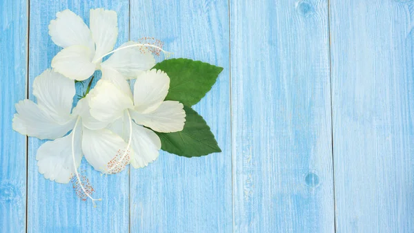 Fehér Hibiszkusz Virágok Egy Kék Asztalon Jogdíjmentes Stock Képek