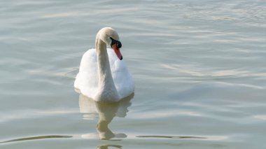 Gölde yüzen beyaz kuğu.