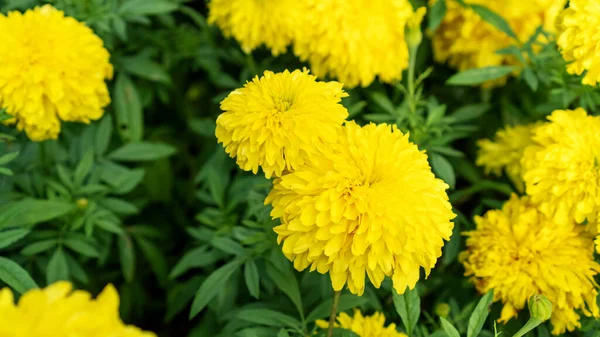 Flor Calêndula Amarela Jardim — Fotografia de Stock