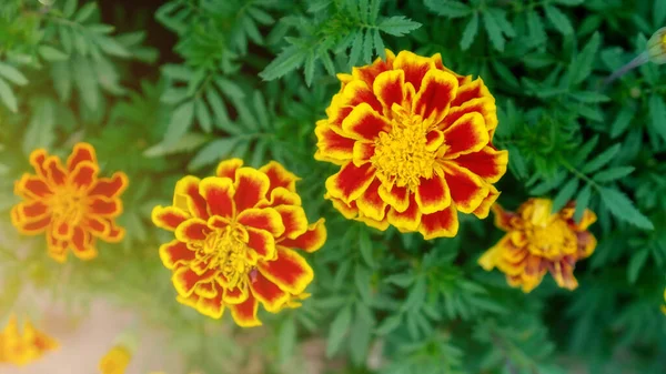 Flor Calêndula Amarela Jardim — Fotografia de Stock