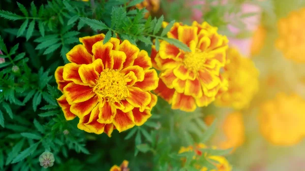 Flor Calêndula Amarela Jardim — Fotografia de Stock