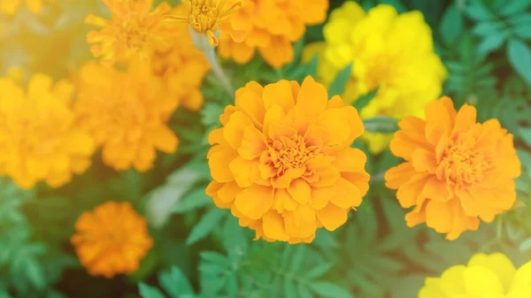 Flor Calêndula Amarela Jardim — Fotografia de Stock