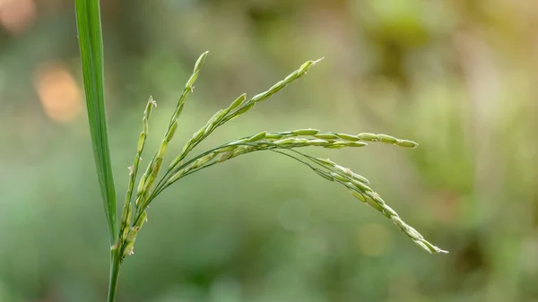 Oreja Arroz Sobre Fondo Naturaleza Verde —  Fotos de Stock