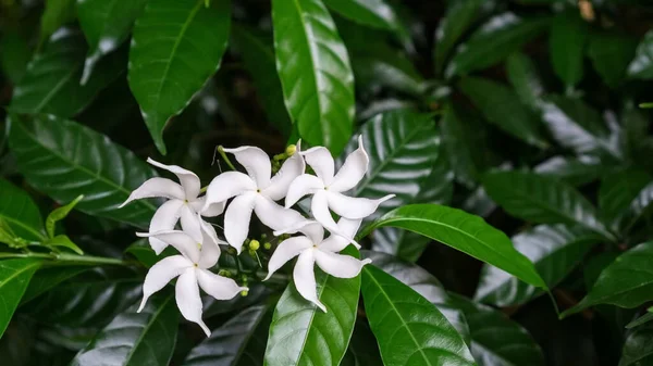 Tabernaemontana Divaricata Blanc Fleur Dans Jardin — Photo