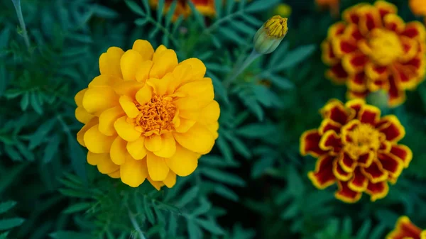 Желтый Цветок Мэриголд Саду — стоковое фото