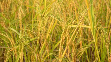 Tayland 'da bir pirinç tarlası..