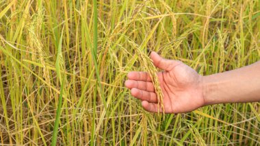 Tayland 'da bir pirinç tarlası..