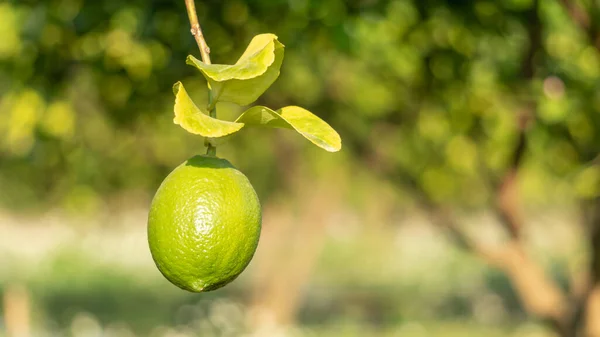 Зелена Лимонна Рослина Саду — стокове фото