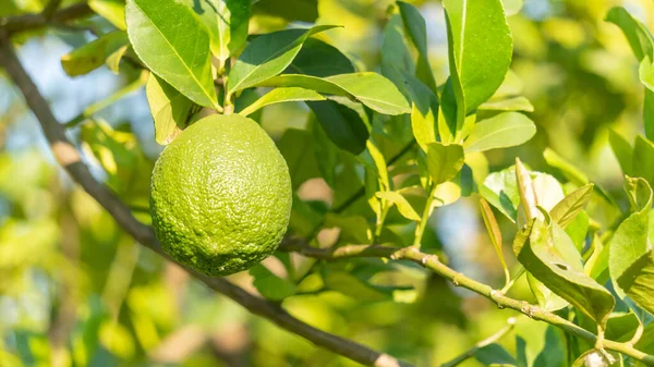 Зелена Лимонна Рослина Саду — стокове фото