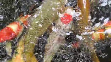 Renkli koi balıkları gölette yüzüyorlar..