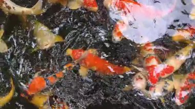 Renkli koi balıkları bir gölette yüzüyorlar. (ağır çekim)