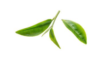 Beyaz arka planda yeşil çay yaprakları.