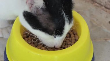 Yemek yiyen sevimli bir kedinin yakın çekimi..