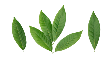 Beyaz arka planda yeşil Longan yaprakları.