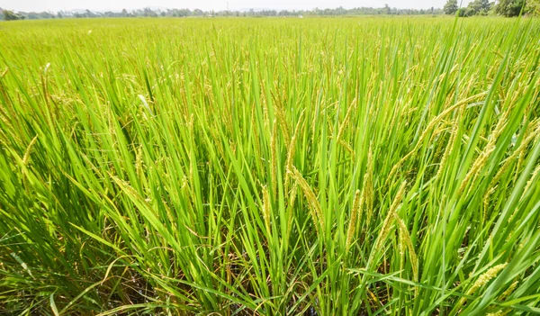 Rizs mező ültetvény zöld — Stock Fotó