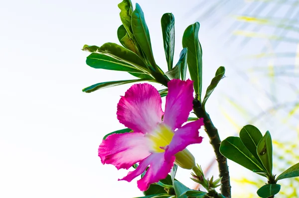 Rózsaszín Desert Rose vagy Impala Lily vagy ál Azalea virág — Stock Fotó