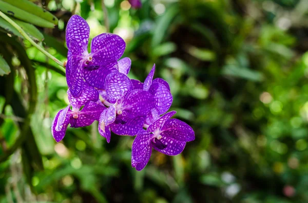 Orchidee op groene achtergrond — Stockfoto