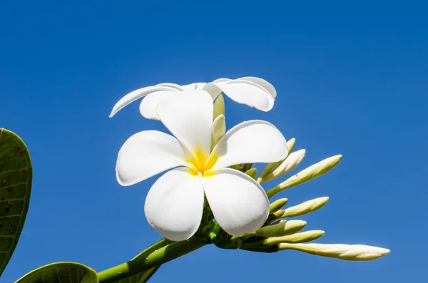 Ağaçtan Frangipani tropik çiçekler — Stok fotoğraf