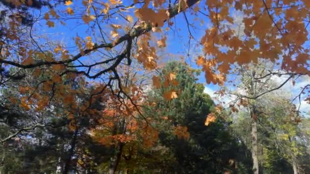 Hojas Otoño Color Naranja Dorado Soplando Brisa Octubre Con Cielo — Vídeo de stock