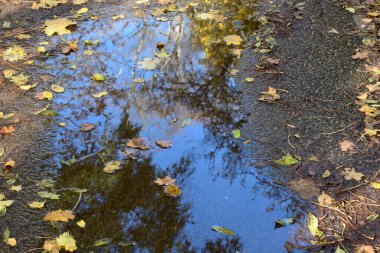 Sonbahar ağaçlarından düşen sonbahar yaprakları. Sarı, altın ve kahverengi yapraklar, orman zeminine görkemli sıcaklık ve güzellik veren şekiller ve desenler yaratır..