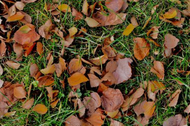 Sonbahar ağaçlarından düşen sonbahar yaprakları. Sarı, altın ve kahverengi yapraklar, orman zeminine görkemli sıcaklık ve güzellik veren şekiller ve desenler yaratır..