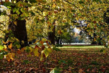 Cardiff, Galler 'in merkezindeki Sophia Gardens' ta sonbahar ağaçları. Sonbahar ağaçları, yaprakları en güzel altın, bronz, sarı ve kırmızı gölgelere dönüşen güzel ağaç tepe örtülerine bakıyor.. 