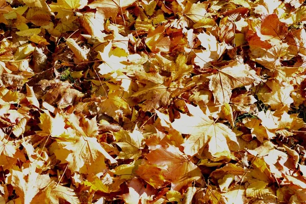 Folhas Outono Caíram Das Árvores Outono Folhas Amarelas Douradas Castanhas — Fotografia de Stock