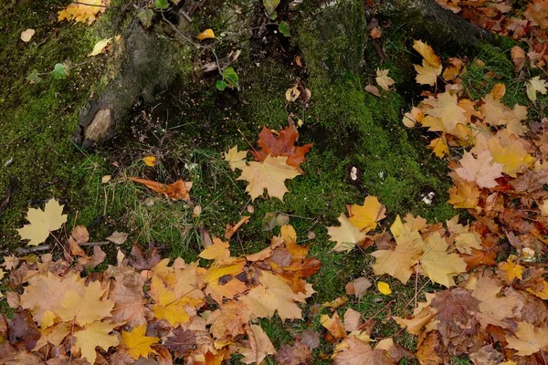 Herfst Bladeren Vallen Van Herfstbomen Geel Goud Bruin Gekleurde Bladeren — Stockfoto