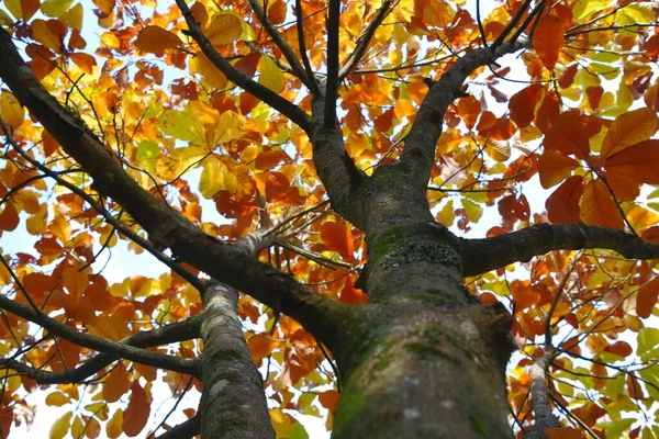 Herfstbomen Sophia Gardens Het Centrum Van Cardiff Wales Herfstbomen Omhoog — Stockfoto