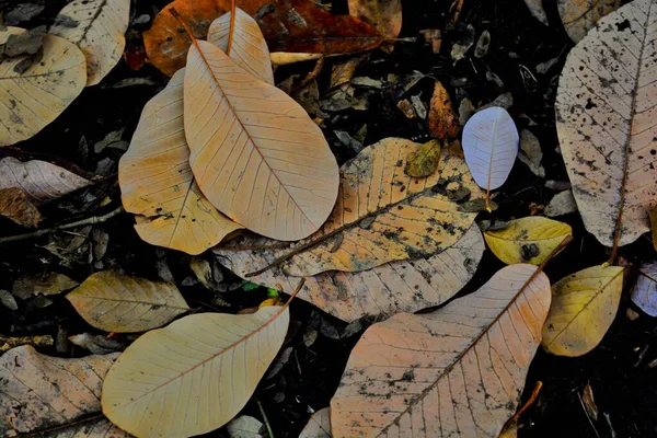 Foglie Autunno Cadute Dagli Alberi Autunno Foglie Colore Giallo Oro — Foto Stock