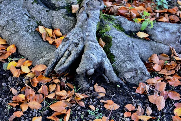 Folhas Outono Caíram Das Árvores Outono Folhas Amarelas Douradas Castanhas — Fotografia de Stock