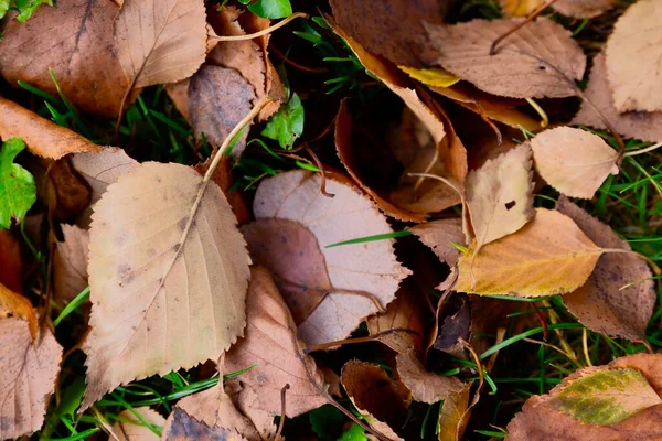 秋の木から落ちた紅葉 茶色の葉は森の床に栄光の暖かさと美しさを与える形やパターンを作成します — ストック写真