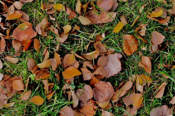 秋の木から落ちた紅葉 茶色の葉は森の床に栄光の暖かさと美しさを与える形やパターンを作成します — ストック写真