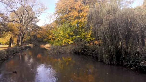 ウェールズのカーディフにあるソフィア ガーデンズを流れる川のタフ カーディフのソフィア ガーデンズのリバー タフに隣接する秋の木々のオレンジ色の葉に光を当てています 川にはアヒルがいる — ストック動画