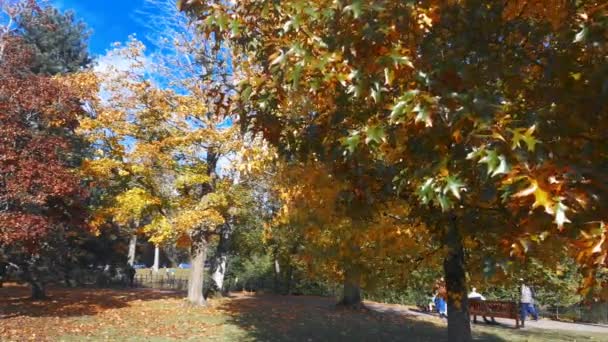 Autumn Walk Roath Park Cardiff Walesカーディフ ウェールズ 2020年10月23日 Roath Parkを楽しむウォーカーは — ストック動画