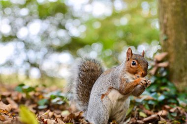 Sonbahar yaprakları arasında fındık arayan küçük küstah bir sincap kışa hazır. Bokeh arkaplan ile yakın çekim