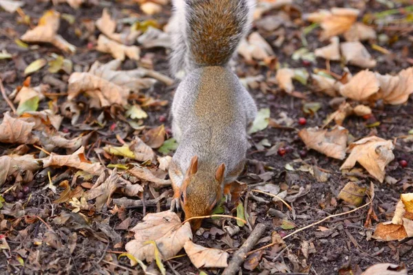 Petit Écureuil Effronté Recherche Une Noix Cachée Parmi Les Feuilles — Photo