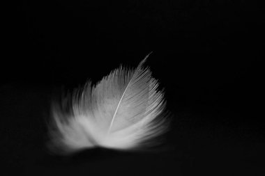 Saf beyaz tüy düşüyor, siyah arka plana karşı. Hassas beyaz tüyler, bembeyaz kuğuları nazikçe havada süzülürken aşağı indirir. Hassas yapı saflığı, nezaketi ve melekleri temsil eder..