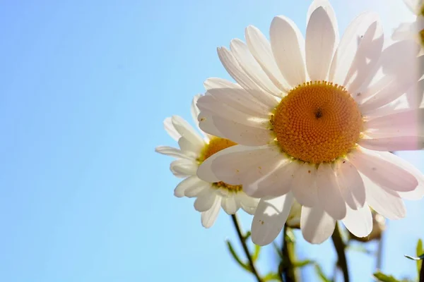 Michaelmas Madeliefjes Een Mooie Wilde Bloem Die Symbool Staat Voor — Stockfoto